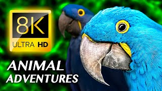 ANIMAL ADVENTURES: The Amazing Animal Kingdom 8K VIDEO ULTRA HD #8K