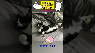 Tu Gato se duerme en tu cama? 🐱 #sabiasque #gatitos #mascotas #shorts