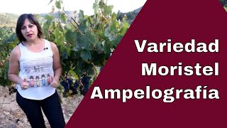 Ampelografía de la variedad Moristel ¿Cómo distinguir una variedad por su hoja, racimo y sarmiento?