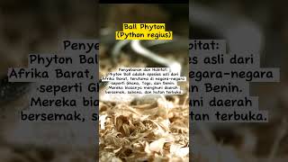 Fakta Ular Ball Phyton/piton #sorts #faktahewan #ballphyton