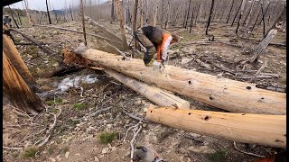 4 chainsaws clearing trail. How we leapfrog to keep things moving. Part 4