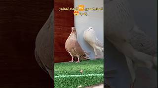 الحمام المصري مع الحمام الهولندي جمالية الحمام 😍