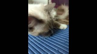 Cute Cat destroys Exercise Mat #british