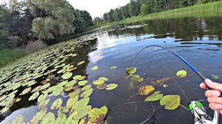 ВОЛОСЫ ДЫБОМ ОТ УВИДЕННОГО В КУВШИНКАХ! Рыбалка на спиннинг.