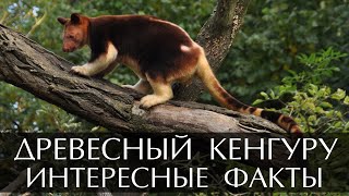 Древесный кенгуру - интересные факты