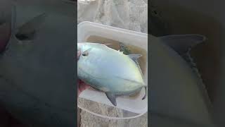 PESCARIA DE PRAIA COM DIREITO CERVEJA GELADA E MUITO PEIXE #fishing #pescaria #SHORTS