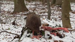 Common buzzards eats food