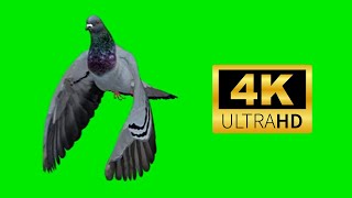 3 Pigeon Green Screen || 4K || Dove Green Screen || 2023 #4