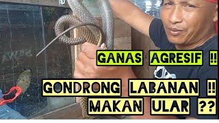 King Cobra Gondrong Labanan makan ular !! 50 ekor King Cobra lapar !!