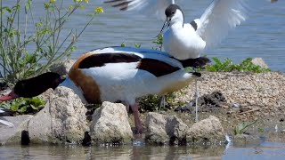 Slimbridge Rushy Hide   4K