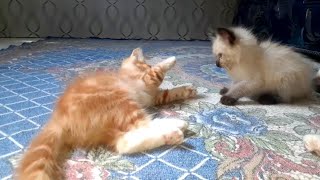 duel kucing oren barbar sejak dini