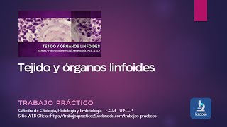 TEJIDO Y ÓRGANOS LINFOIDES - TRABAJO PRÁCTICO