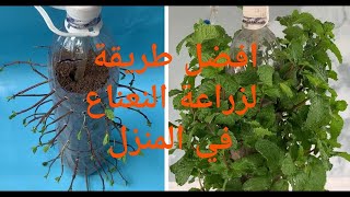 زراعة النعناع في القارورة بلاستيكية planting mint with plastic bottles