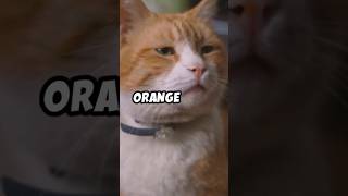 What it’s like to live with an orange cat ? 🐱💡🐈 #cat #shorts #funnycat