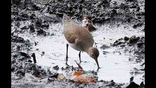 SOLITARY SANDPIPER, ARL RES 2044 THURS. OCT. 19, 2023 0447 CC