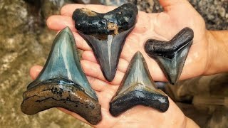 We Found CRAZY Megalodon Shark Teeth in a Florida Creek While Fossil Hunting!