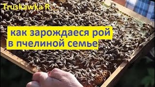 #Пчёлы на пасеке. Почему появляются роевые пчёлы. Как выкармливают роевую пчелу, и как формируется.