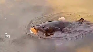 MONSTER CARP STALKING