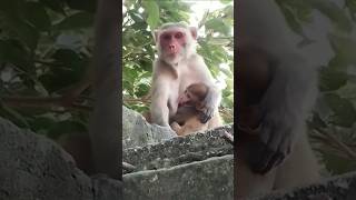 Dudu piyenge 🍼🐒🤣🤣 #cute #funny #comedy #funnycomedy #trending #viralvideo #shorts #animals #monkey