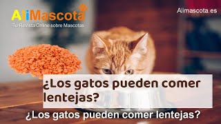 ¿Los gatos pueden comer lentejas? - ¡Consejos de expertos!