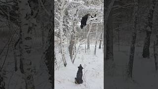 Panthers on a birch tree😸🐾