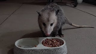 Possums Try Ham And Beans