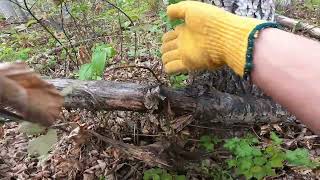 Chainsaw bucking snag with complicated side loading