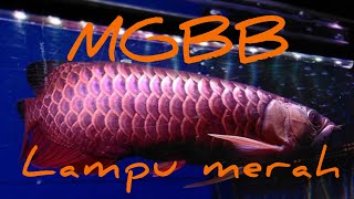 My MGBB | Malaysian Golden Blue Base Arowana