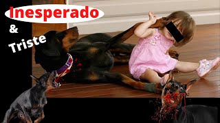 O feroz cão Doberman 2022.