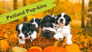 🎃👻 Petland Has Adorable Pup-kins