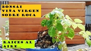 BONSÁI VIÑA VIRGEN SOBRE ROCA (JUNIO 2020). RAICES AL AIRE.