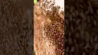 Honey Harvesting - Bee Master in Taiwan Ep-163 By @Sarvaivel _Rad