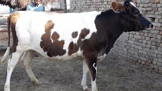 1Jersey bachri pregnant & 3 friesian bachrian pregnant . or 5 kheeeri bachri