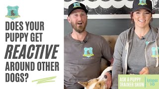 Does Your Puppy Get Reactive Around Other Dogs? | AAPTS Ep. 145