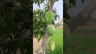 Mangos form my mango tree🥭