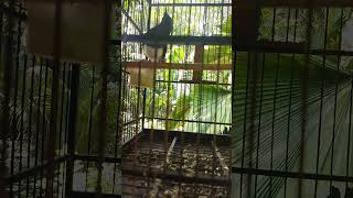 Burung Kacer / Poci cewe