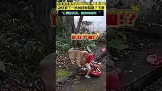 狗狗突然狂叫，并咬住小主人衣服拽走，没想到下一秒树枝断裂砸了下来万物皆有灵，相依缘相伴！