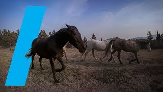 Wild With: Horses (360 Video)