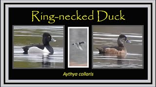 Ring-necked Ducks (Aythya collaris) Facts & Identification