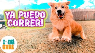 PERRO paralítico vuelve a CORRER! 💛 El milagro de Capitán 🐕