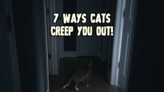 7 Ways Cats Creep You Out!