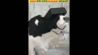 Russia में लोग गायों को VR headset क्यों पहनाते है ? #shorts #sachh24