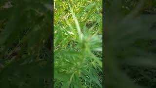 outdoor grow flowering week 5 August 23, 2020