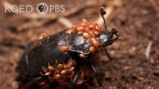 This Mite-y Beetle Buries the Dead to Start a Family | Deep Look