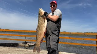 КРУПНЫЙ АМУР ! НАВЫКИ РАЗДЕЛКИ И ПРИГОТОВЛЕНИЯ В КАЗАНЕ  #рецепт #рыба #fishing