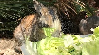 The rabbit eating vegetables with satisfaction is super cute!