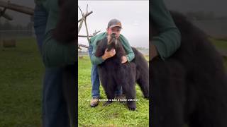 Rescuing an Injured Bear: A New Life Awaits! 🥺 #shorts