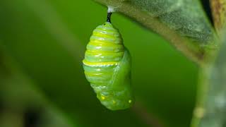 Monarch Butterfly Life Cycle