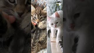 Serenity captivating cats - purrfect harmony