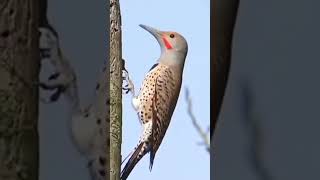 Woodpeckers :The Most Beautiful Birds in the World #shorts #birds #woodpecker #wildlife #reels #4k